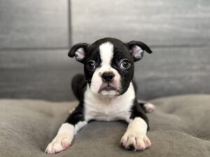 Petland Murfreesboro, Tennessee Boston Terrier puppy available