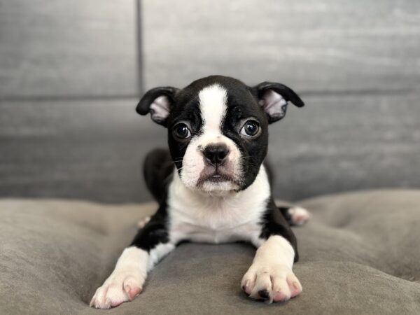 [#261433-01]  - Black / White M Boston Terrier Puppies for Sale