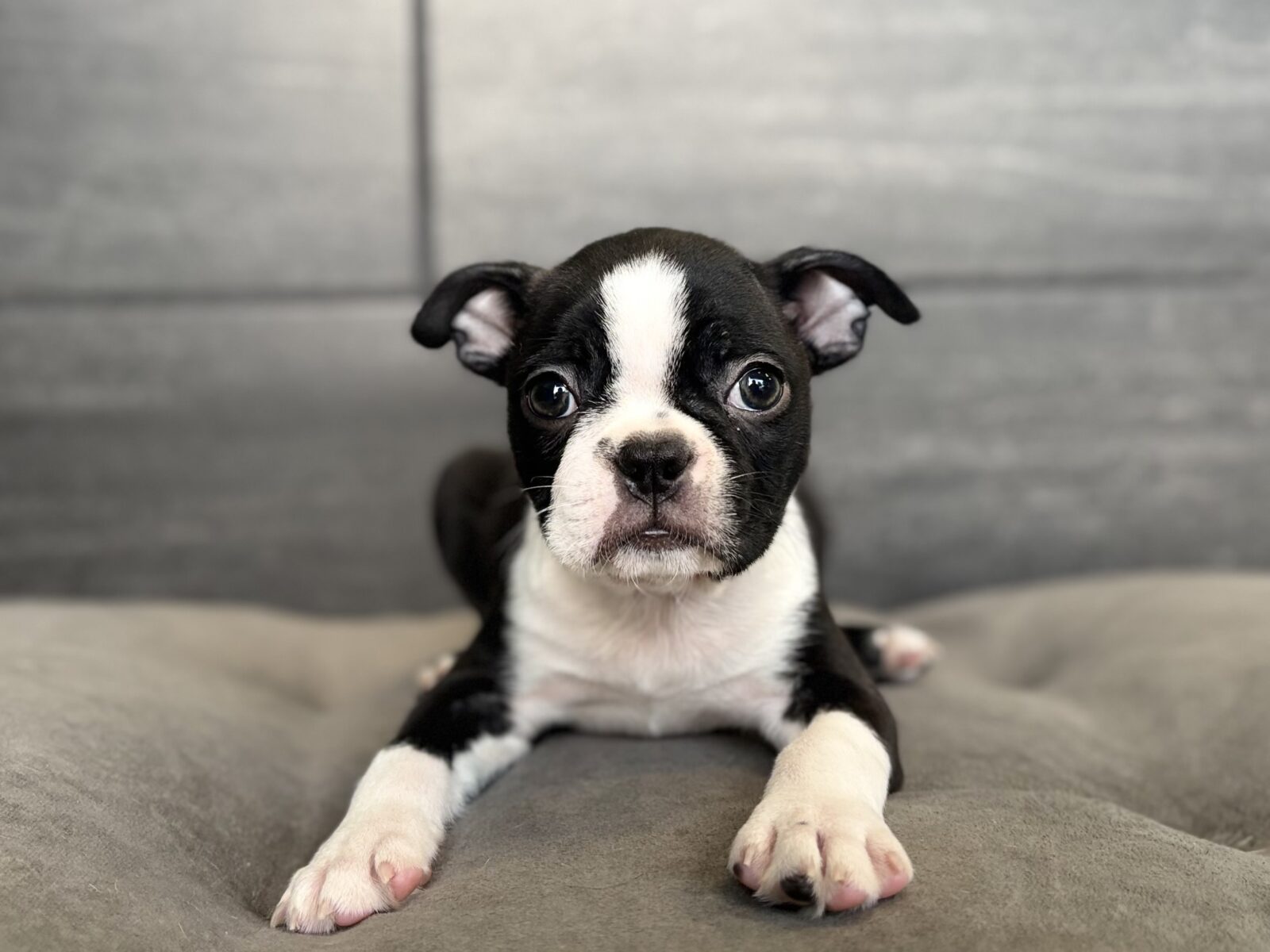 Boston Terrier – 4407