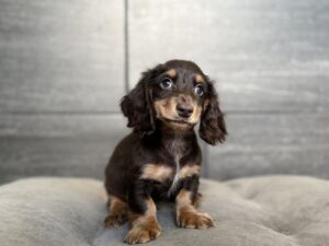 Petland Murfreesboro, Tennessee Dachshund puppy available