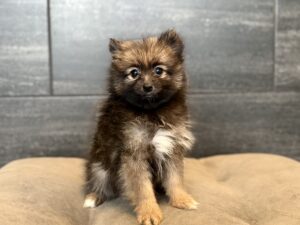 Petland Murfreesboro, Tennessee Pomeranian puppy available