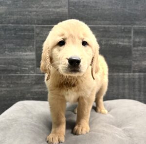 Golden Retriever – 4397