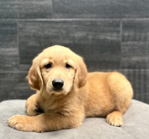 Petland Murfreesboro, Tennessee Golden Retriever puppy available