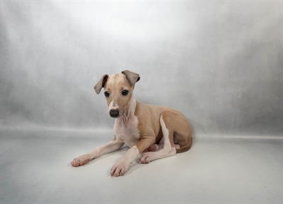 [#N04910]  - Blue Fawn M Italian Greyhound Puppies for Sale
