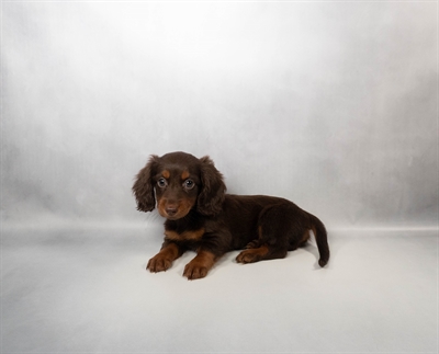 [#N05988]  - Chocolate and Tan F Dachshund Puppies for Sale