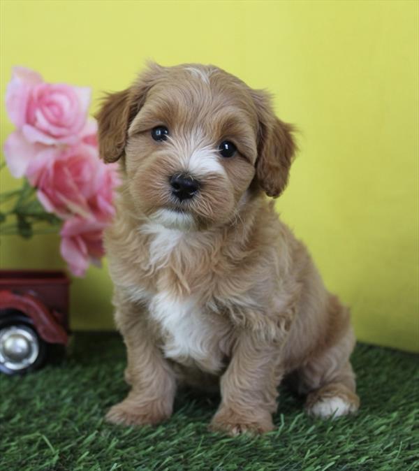 [#261360-01]  - Red M Cockadoodle F1 Puppies for Sale