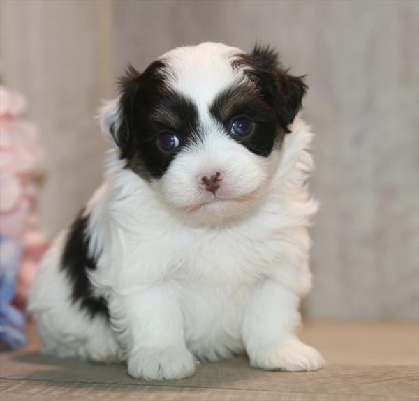 [#261400-02]  - Chocolate / White F Havanese Puppies for Sale