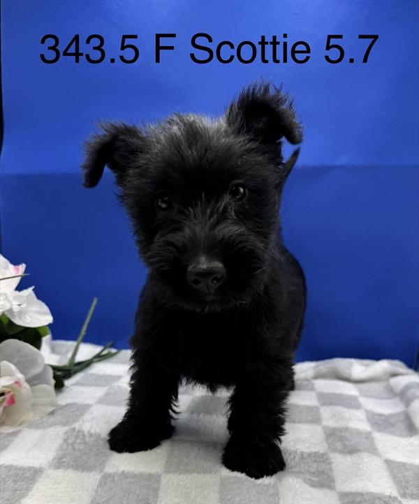 [#261343-05]  - Black F Scottish Terrier Puppies for Sale