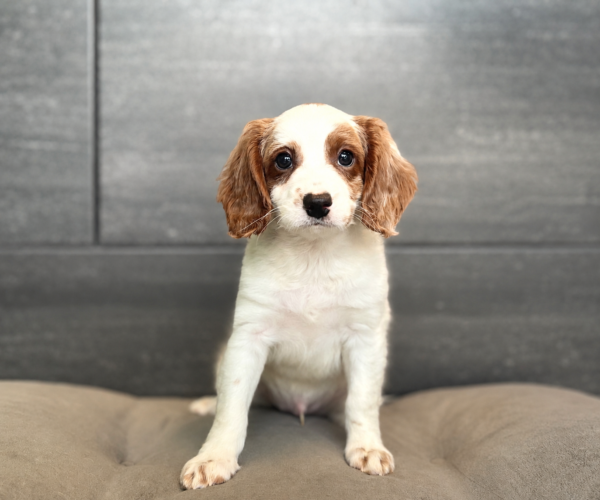 [#261465-05]  - White / Apricot M Cavapoo Puppies for Sale