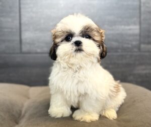 Petland Murfreesboro, Tennessee Shih Tzu puppy available