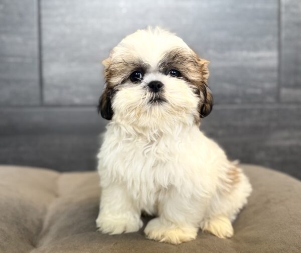[#261439-01]  - Brindle / White M Shih Tzu Puppies for Sale