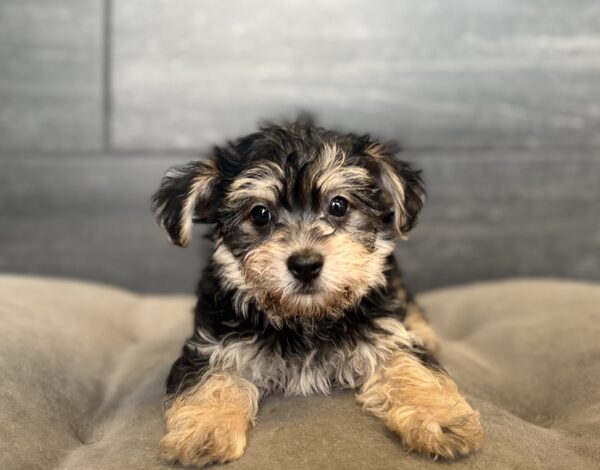 [#261097-03]  - Black / Tan M Yochon Puppies for Sale