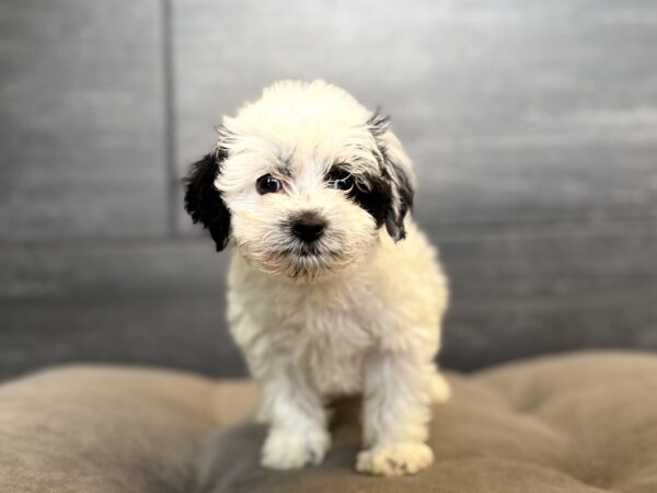 [#N05691]  - Black and White F Cockapoo F1B Puppies for Sale