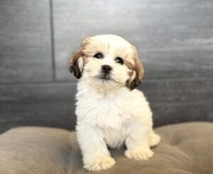 Petland Murfreesboro, Tennessee Lhasa Apso puppy available