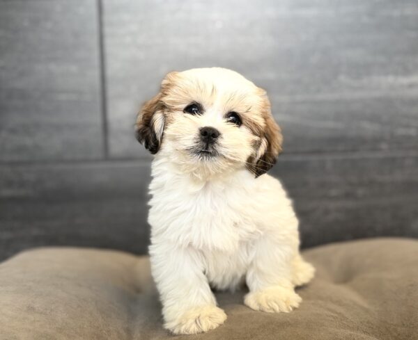 [#261596-05]  - White F Lhasa Apso Puppies for Sale