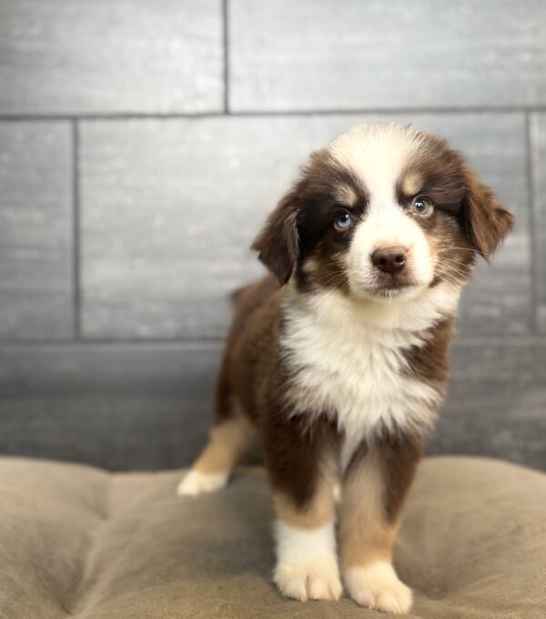 [#261477-01]  - Red / White M Miniature Australian Shepherd Puppies for Sale