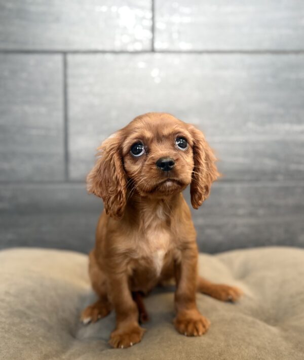 [#261710-05]  - Ruby F Cavalier King Charles Spaniel Puppies for Sale