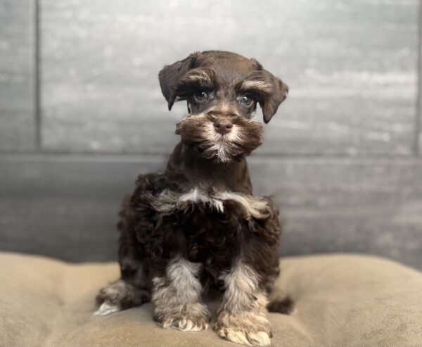 [#261572-03]  - Chocolate / Tan M Miniature Schnauzer Puppies for Sale
