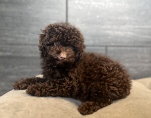 Petland Murfreesboro, Tennessee Poodle puppy available
