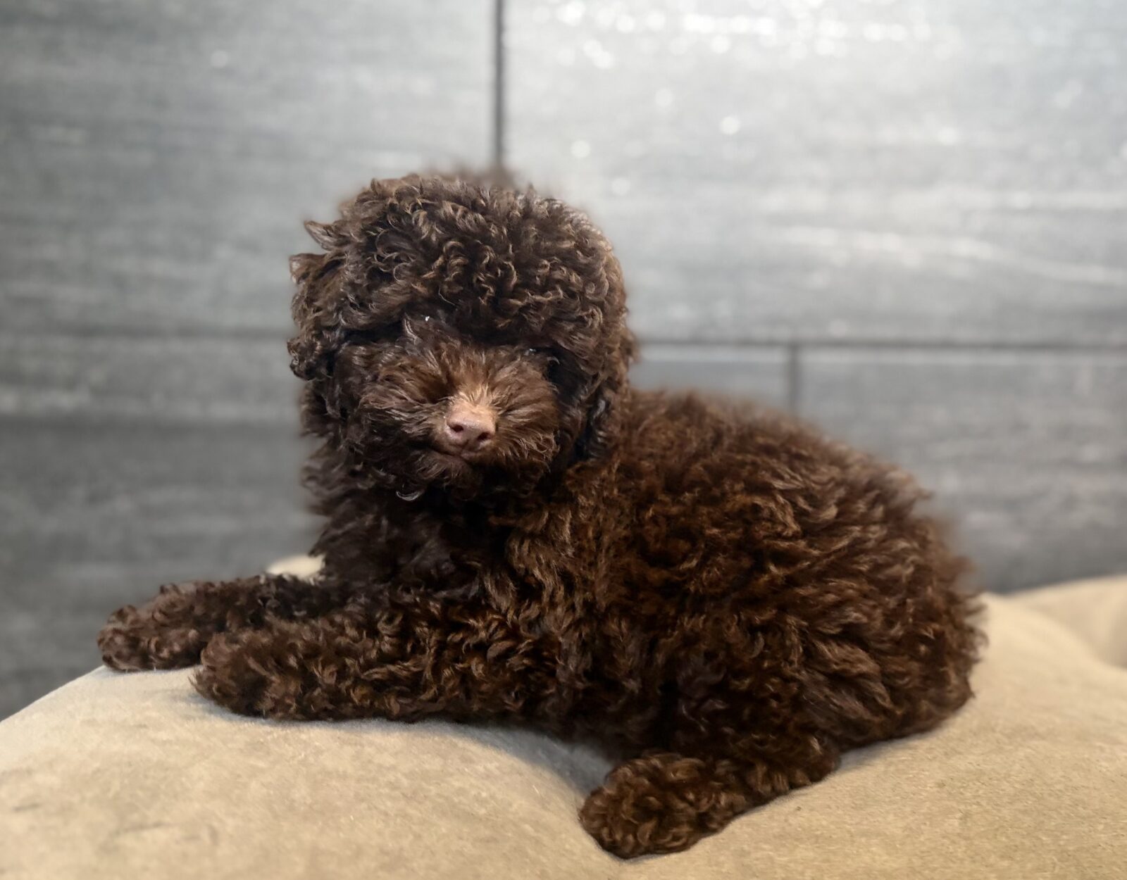 Poodle in Clarksville, TN