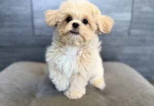 Petland Murfreesboro, Tennessee Teddy Bear puppy available