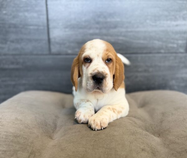 [#26169-06]  - Brown / White F Walrus Puppies for Sale