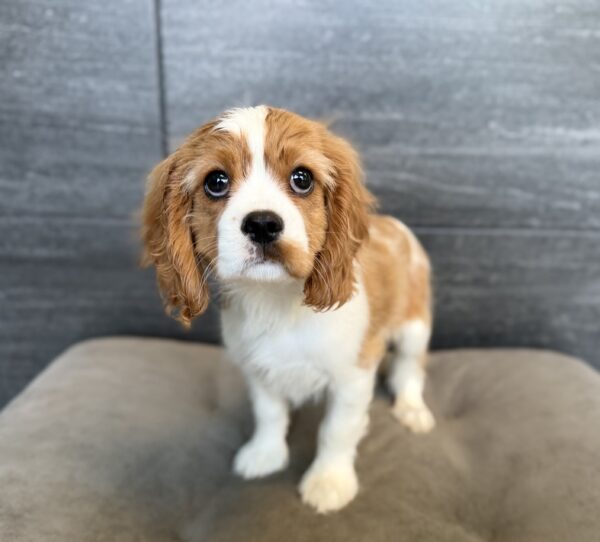 [#261703-02]  - Blenheim M Cavalier King Charles Spaniel Puppies for Sale