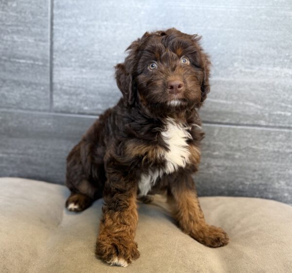 [#261555-02]  - Chocolate / White M Aussiedoodle Mini Puppies for Sale