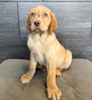 Petland Murfreesboro, Tennessee Labrador Retriever puppy available