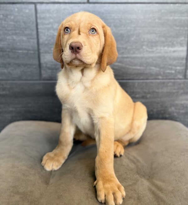 [#26207-01]  - Yellow M Labrador Retriever Puppies for Sale