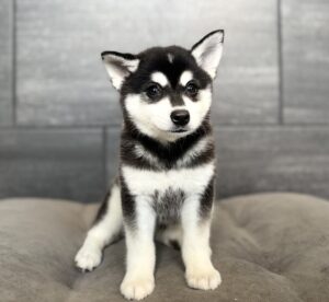 Petland Murfreesboro, Tennessee Alaskan Klee Kai puppy available