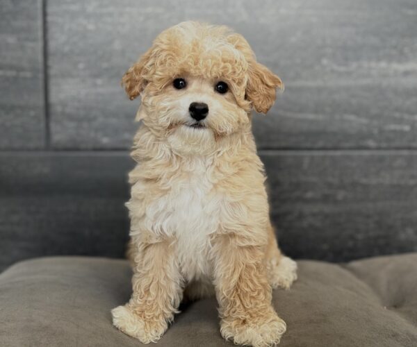 [#261404-03]  - Apricot / White F Bichapoo Puppies for Sale