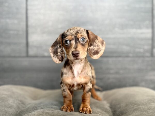 [#N05981]  - Chocolate Dapple F Dachshund Puppies for Sale