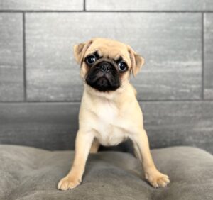 Petland Murfreesboro, Tennessee Pug puppy available