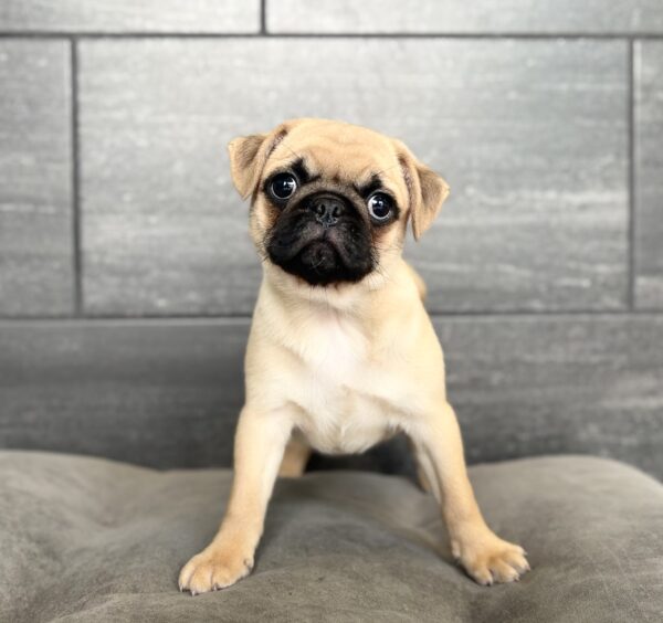 [#N07018]  - Apricot Fawn F Pug Puppies for Sale