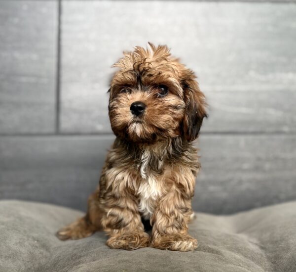 [#N05714]  - Red F Cav A Nese Puppies for Sale