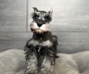 Petland Murfreesboro, Tennessee Miniature Schnauzer puppy available