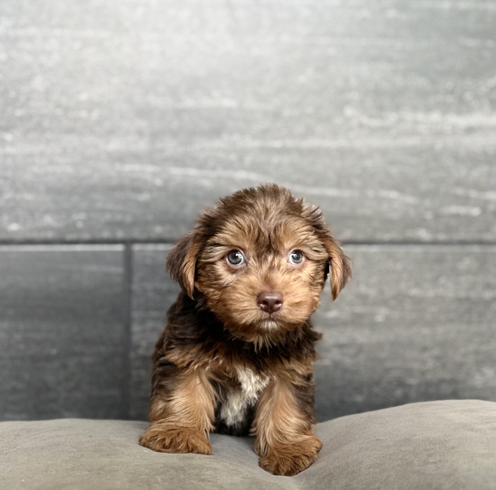 Yorkshire Terrier in Clarksville, TN
