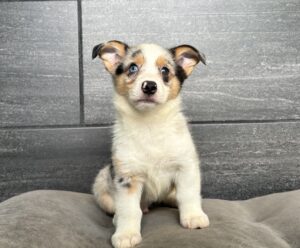 Petland Murfreesboro, Tennessee Pembroke Welsh Corgi puppy available