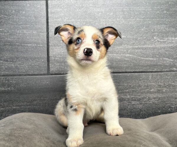 [#261733-03]  - Blue Merle / White M Pembroke Welsh Corgi Puppies for Sale