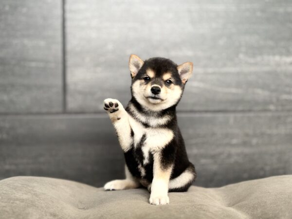 [#261763-04]  - Black F Shiba Inu Puppies for Sale
