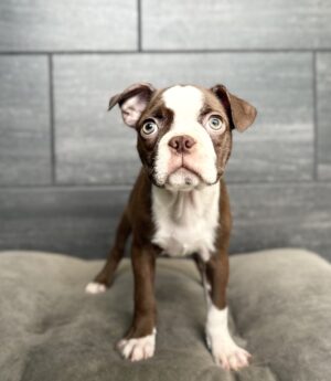 Petland Murfreesboro, Tennessee Boston Terrier puppy available