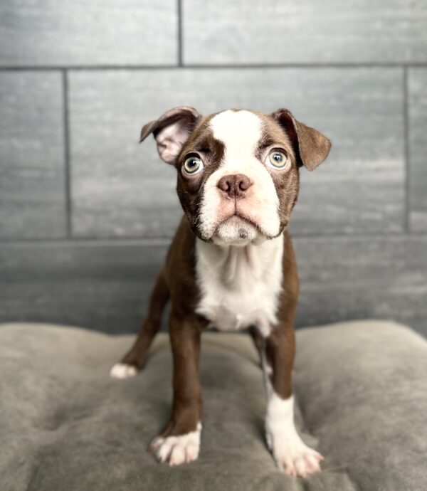 [#261326-01]  - Red / White M Boston Terrier Puppies for Sale