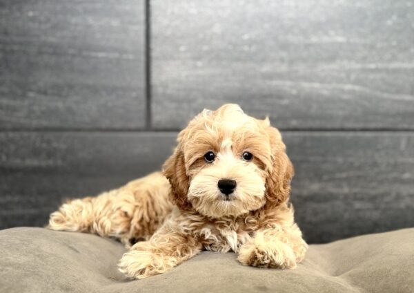 [#261366-01]  - Cream M ShihPoo Puppies for Sale