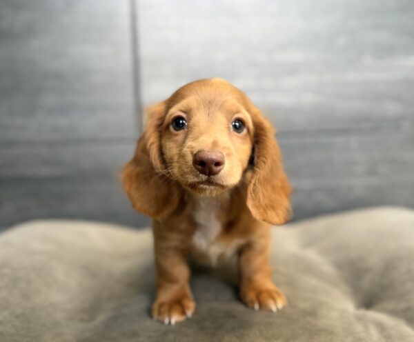 [#2619-01]  - M Dachshund Puppies for Sale