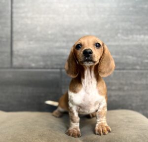 Petland Murfreesboro, Tennessee Dachshund puppy available