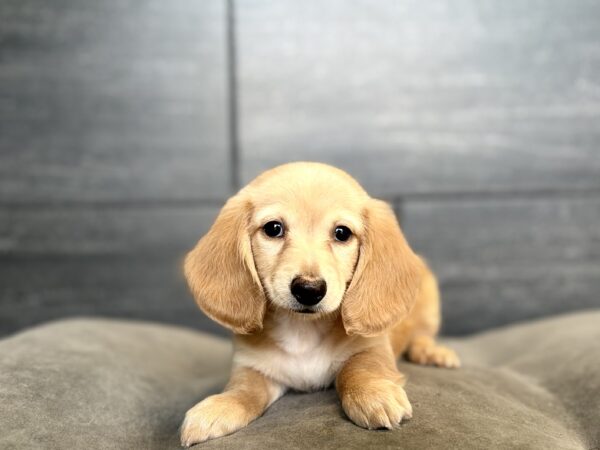 [#2619-03]  - M Dachshund Puppies for Sale
