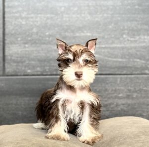 Petland Murfreesboro, Tennessee Miniature Schnauzer puppy available