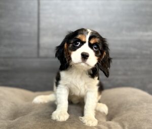Petland Murfreesboro, Tennessee Cavalier King Charles Spaniel puppy available