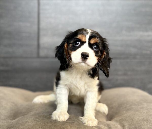 [#261304-03]  - Black / Tan F Cavalier King Charles Spaniel Puppies for Sale